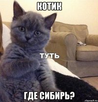 котик где сибирь?