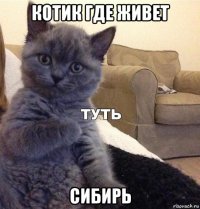 котик где живет сибирь