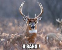  я ваня !