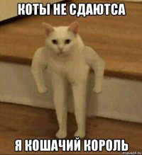 коты не сдаютса я кошачий король