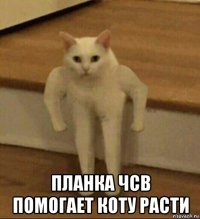  планка чсв помогает коту расти