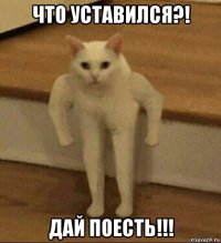 что уставился?! дай поесть!!!