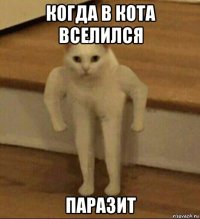 когда в кота вселился паразит