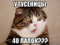 у гусеницы 40 лапок???