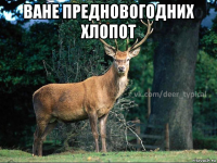 ване предновогодних хлопот 