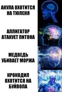 Акула охотится на тюленя Аллигатор атакует питона Медведь убивает моржа Крокодил охотится на буйвола