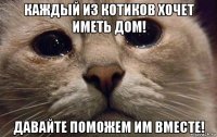 каждый из котиков хочет иметь дом! давайте поможем им вместе!