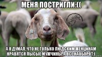 меня постригли:(( а я думал, что не только людским женцинам нравятся лысые мужчины, а все наоборот:(