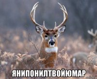  янипонилтвойюмар