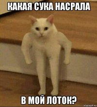 какая сука насрала в мой лоток?