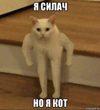 я силач но я кот