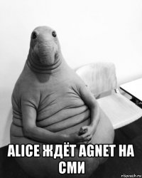  alice ждёт agnet на сми