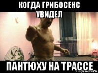 когда грибосенс увидел пантюху на трассе