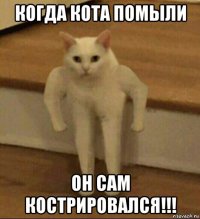 когда кота помыли он сам кострировался!!!