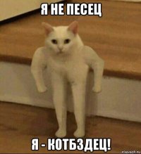 я не песец я - котбздец!