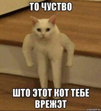 то чуство што этот кот тебе врежэт