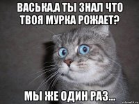 васька,а ты знал что твоя мурка рожает? мы же один раз...