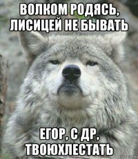 волком родясь, лисицей не бывать егор, с др, твоюхлестать