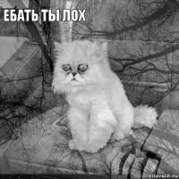 Ебать ты лох         