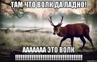 там что волк да ладно! ааааааа это волк !!!!!!!!!!!!!!!!!!!!!!!!!!!!!!!!!!!!!