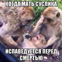 когда мать суслика испаведуется перед смертью