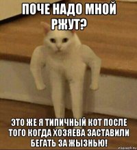 поче надо мной ржут? это же я типичный кот после того когда хозяева заставили бегать за жызнью!