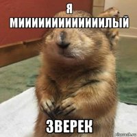 я мииииииииииииилый зверек