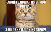 какой то кошак жрет мой вискас я:не прихуел ли котяра?!