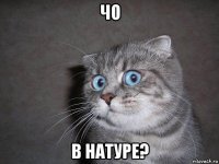 чо в натуре?