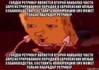 · голден ретривер является второй наиболее часто зарегистрированной породой в европейских клубах собаководства. составить конкуренцию ему может только лабрадор ретривер. · голден ретривер является второй наиболее часто зарегистрированной породой в европейских клубах собаководства. составить конкуренцию ему может только лабрадор ретривер.