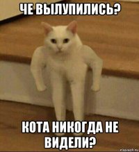 че вылупились? кота никогда не видели?