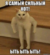 я самый сильный кот! ыть ыть ыть!