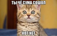 ты чё сума сошол кот:нет