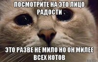 посмотрите на это лицо радости это разве не мило но он милее всех котов