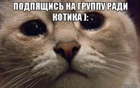 подпящись на группу ради котика ): 