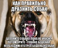 как правильно дразнить собак цепляйте собаку, пока не укусит, потом орите - собака бешеная, необходим отстрел бешеных собак