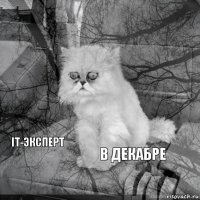       в декабре  it-эксперт 