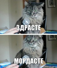 Здрасте Мордасте