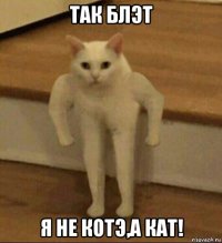 так блэт я не котэ,а кат!