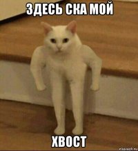 здесь ска мой хвост