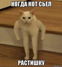 когда кот сьел растишку