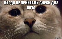 когда не принесли снеки для кота 