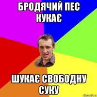 бродячий пес кукає шукає свободну суку