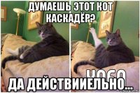 думаешь этот кот каскадёр? да действииельно...