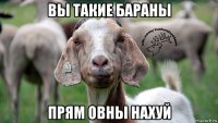 вы такие бараны прям овны нахуй