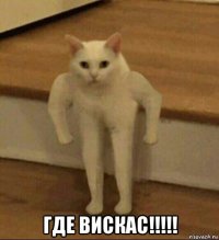  где вискас!!!!!