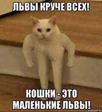 львы круче всех! кошки - это маленькие львы!