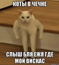 коты в чечне слыш бля ежя где мой вискас