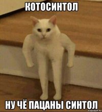 котосинтол ну чё пацаны синтол