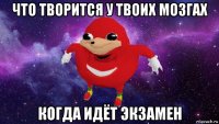 что творится у твоих мозгах когда идёт экзамен